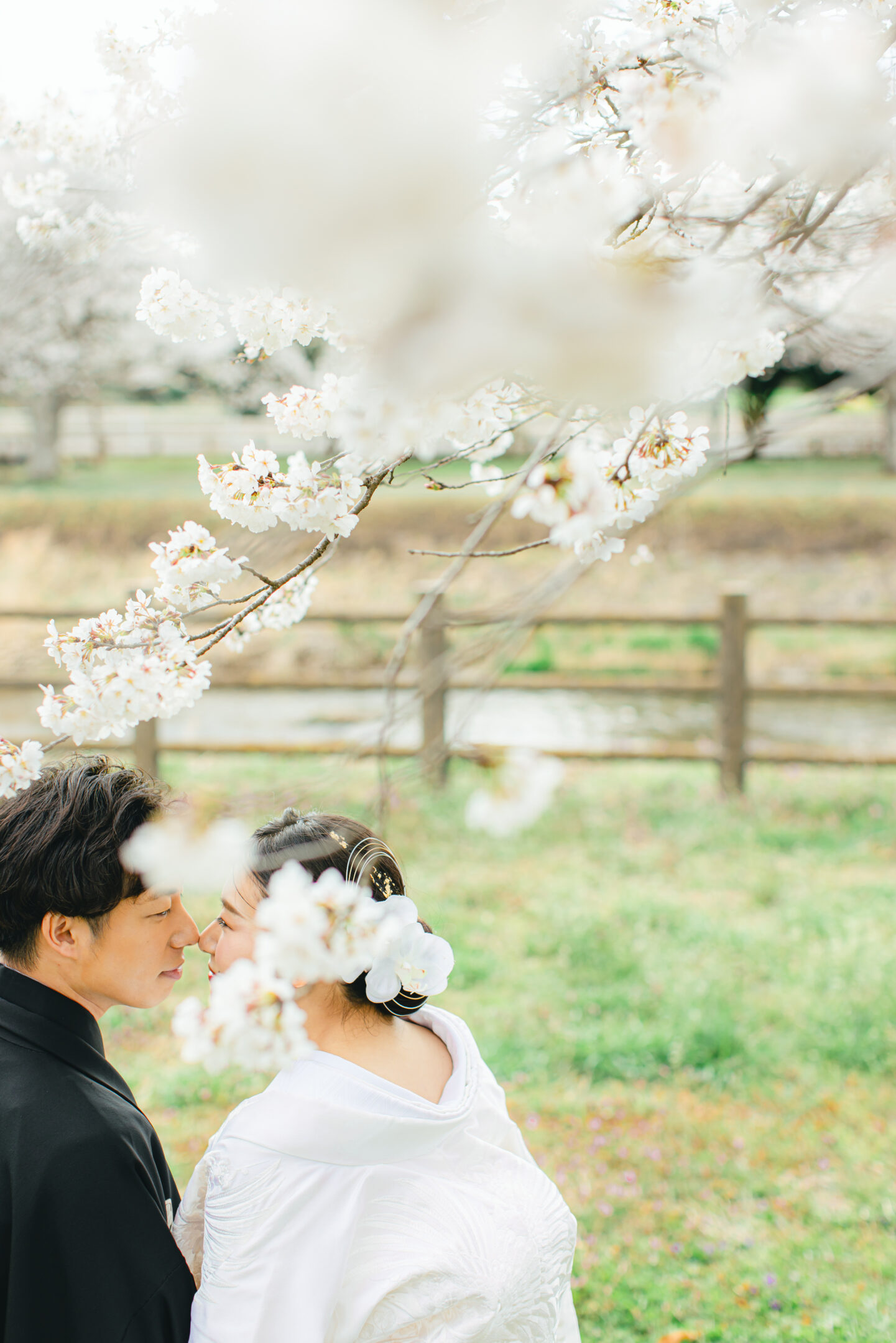 桜の下で鼻先を寄せ合う新郎新婦。和装前撮り