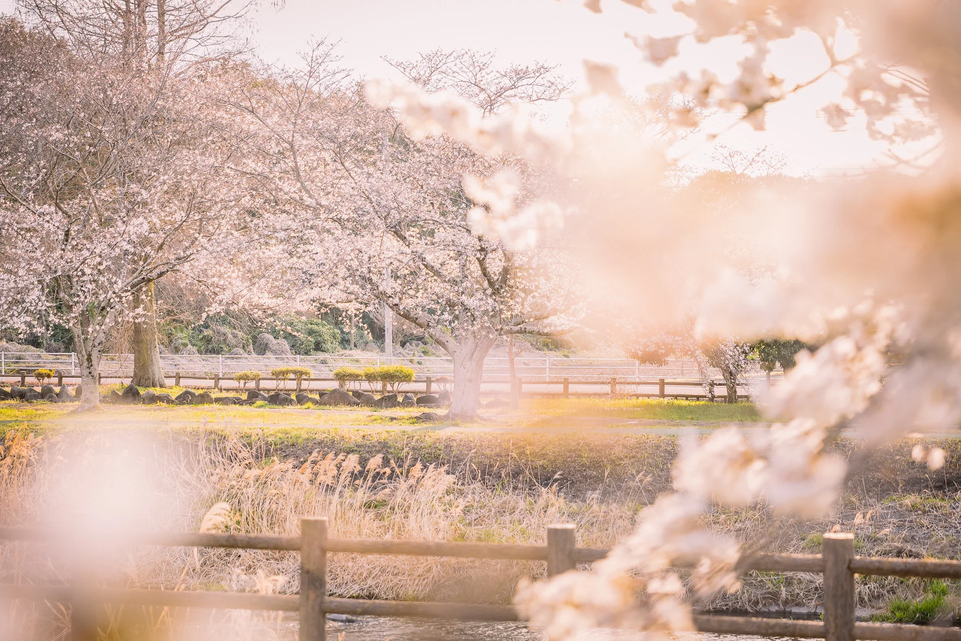 夕日を浴びる桜並木