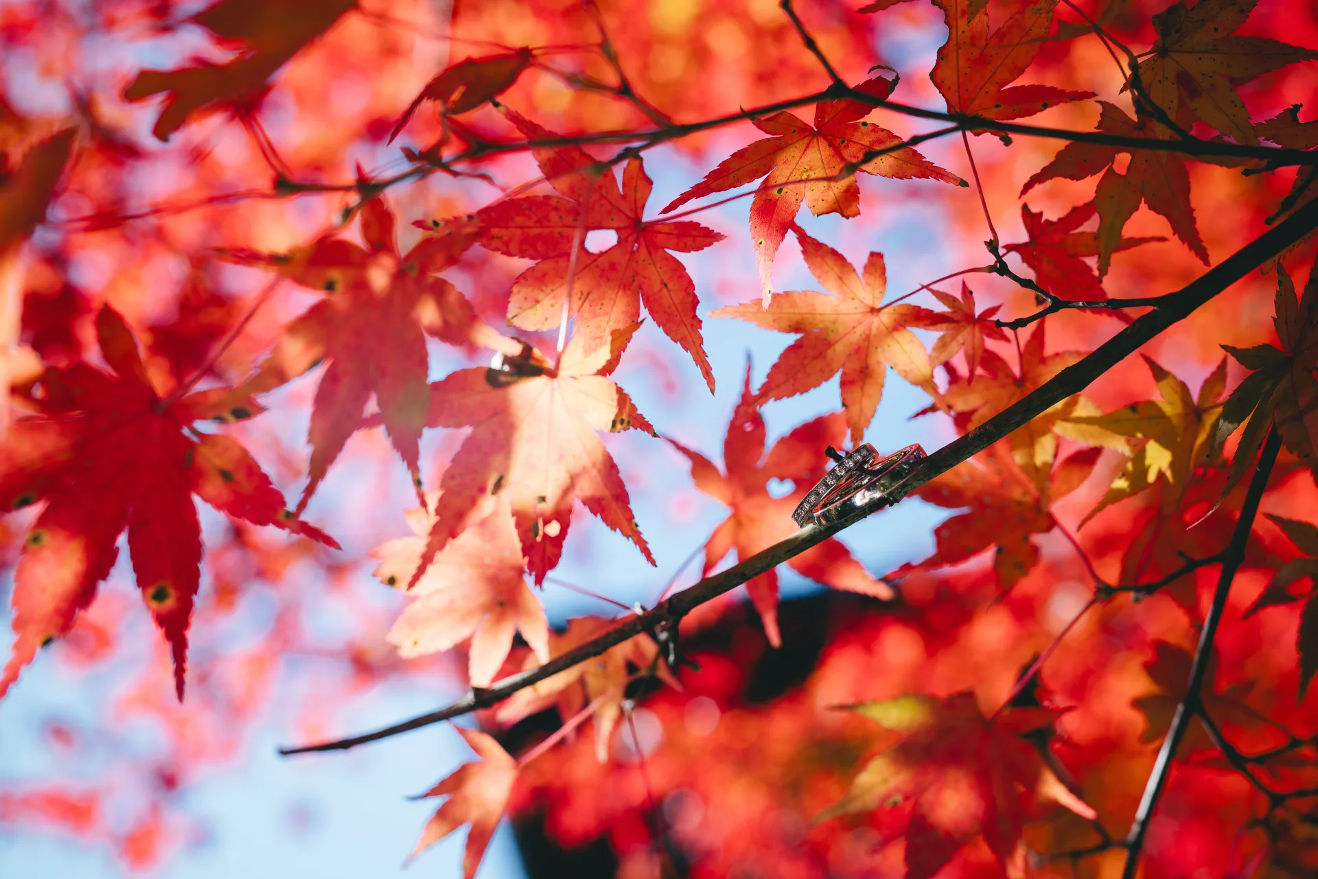 LINE_ALBUM_251117_Photo_260414_1