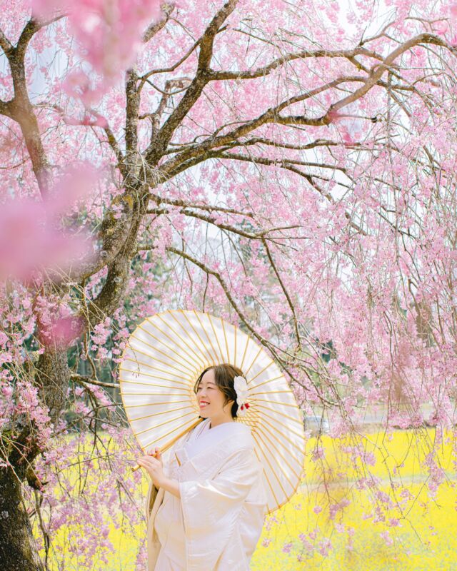 ・
日光の春が全力を出してくれた日
📸 💄 @fruitsphoto.wedding・
《夏の撮影受付中》
5月〜8月の和装撮影は奥日光へ！4/30までにお申込いただいたお客さまにはもれなく以下の中から2つお好きなものをプレゼント🎁・受付展示用フォトブック
・手書きできるチェキ風フォトカード
・これから流行る？アクリルスタンド
・撮影にも展示にも使えるお二人のお名前習字
・できれば作りたいウェルカムボード✤販売価格✤
¥198,000(税込)
※撮影地の入場料・撮影利用料など別途ご負担頂きます
※衣裳持込無料
※土日祝追加料金無料✤含まれるもの✤
・編集済みデータ100カット以上
・花嫁美容
・衣裳レンタル1着(白無垢・色打掛・引振袖 / 羽織袴)
・着付師手配
・造花ヘッドパーツ
・栃木県内のスタッフ交通費
・撮影小物直近の撮影もぜひ一度ご相談ください✤ーーーーーーーーーーーーーーーーーーーーーーーーー✤
僕たちは日光を中心に和装写真を撮影している夫婦です。
僕たち夫婦と一緒に素敵な撮影体験をしてみませんか？お問い合わせ・お申込は @fruitsphoto.wedding
プロフィールから公式LINEが便利です
ご成約前のオンライン相談だけも随時受付中FruitsPhotoはあなたとのご縁を楽しみにしております。
✤ーーーーーーーーーーーーーーーーーーーーーーーーー✤
#本当に美しい和装写真 📸𝑭𝒓𝒖𝒊𝒕𝒔 𝑷𝒉𝒐𝒕𝒐